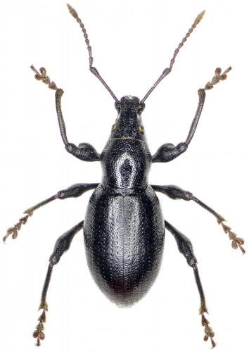 Réf. 242 762 : Otiorhynchus malefidus